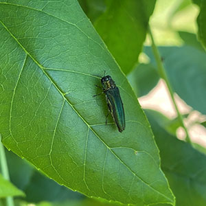 The presence of the invasive emerald ash borer (EAB) was confirmed this week in Wise County.